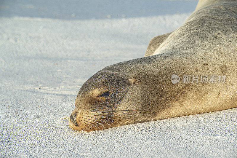 加拉帕戈斯海狮(Zalophus wollebaeki)在海滩上